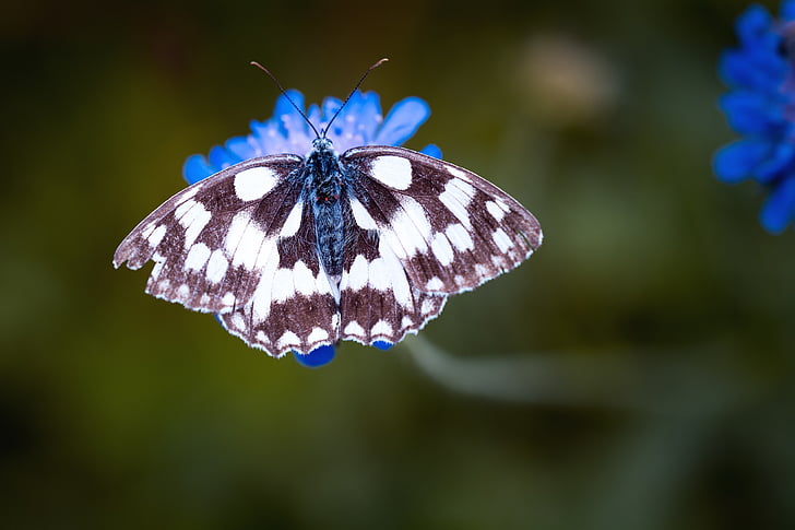 shallow focus photography of marbled white butterfly