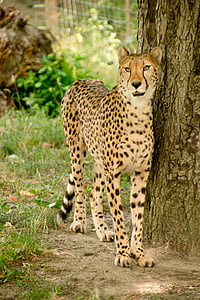 brown leopard standing beside tree trunk