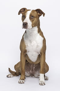 adult white and brown American pit bull terrier