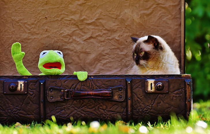 Kermit the Frog plush toy placed next to Siamese cat on brown leather suitcase
