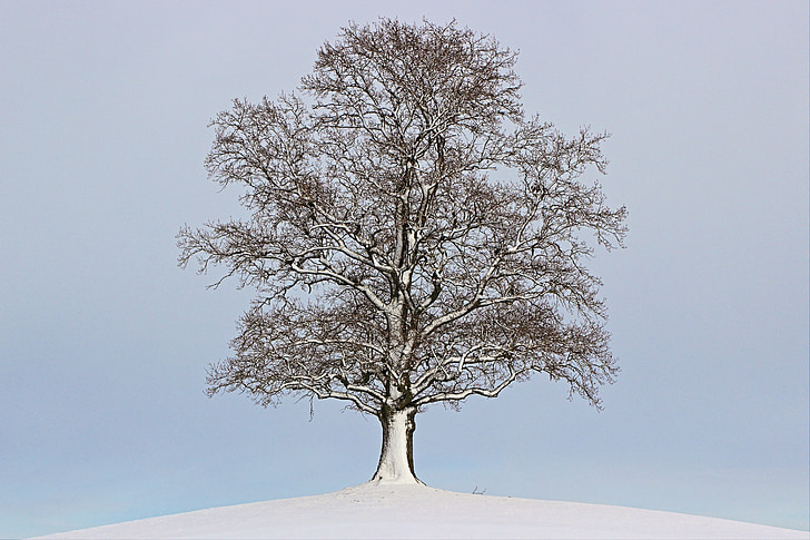 snow covered bare tree