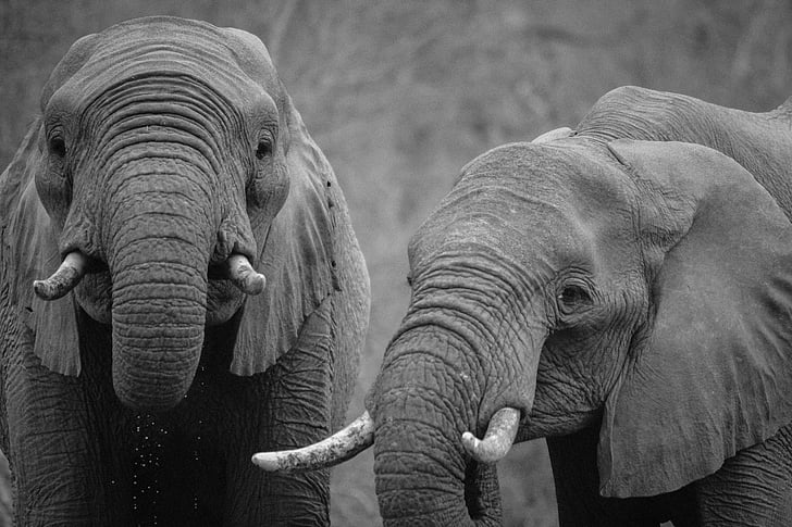 animal photography of two elephants