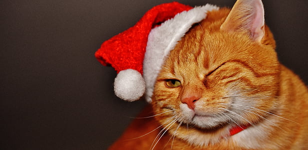 photo of orange tabby cat wearing Santa hat