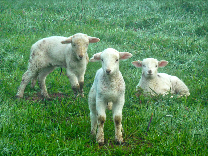 three white sheeps on green grass field