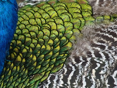 blue, green, and black peacock feathers