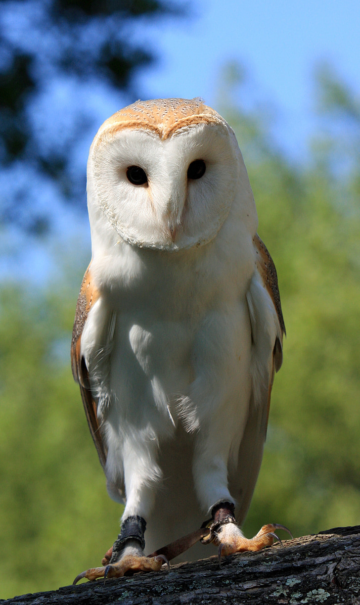 focused photography of white and brown owl