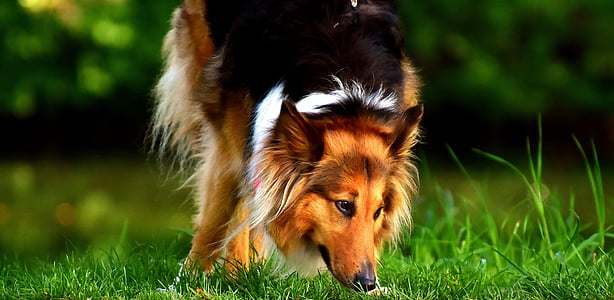 adult brown, black, and white border Collie sniffing on grass