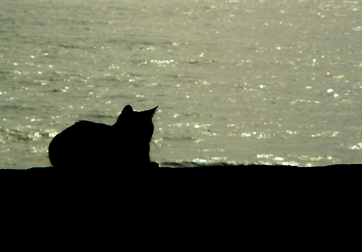 silhouette of cat on seashore