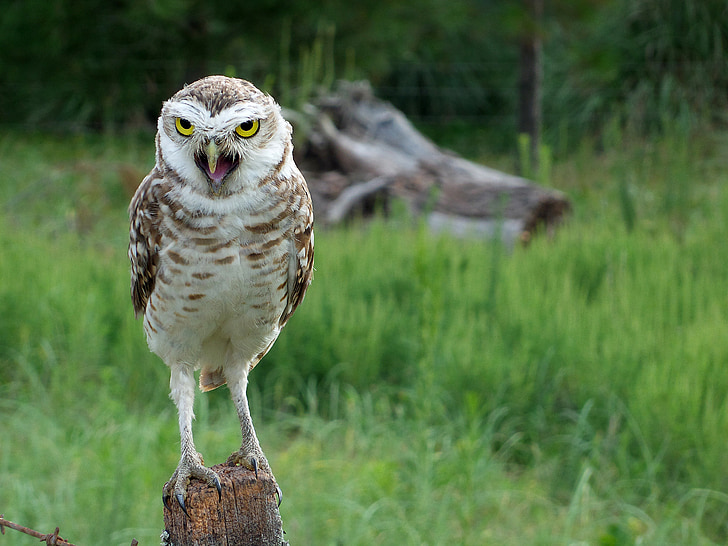 selective focus photograph of owl