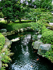 school of koi fish on pond between green plants