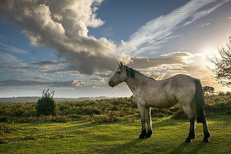 brown and white horse on green grass at daytime