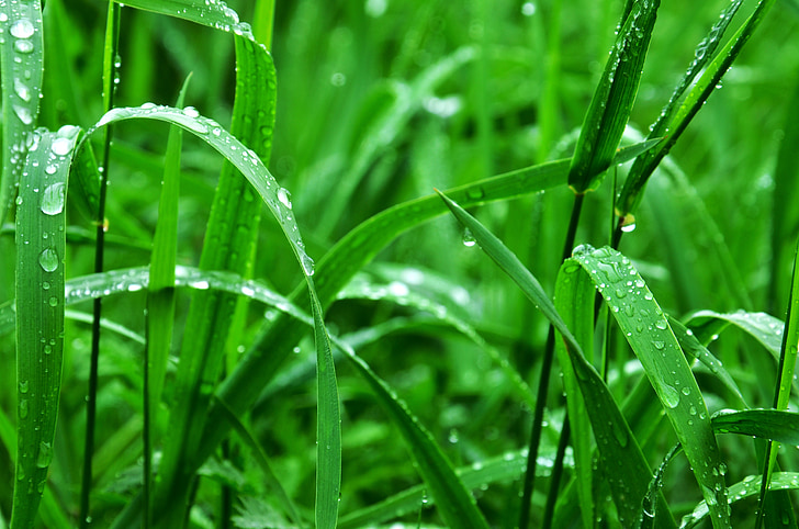 green grasses with dewdrops at daytime