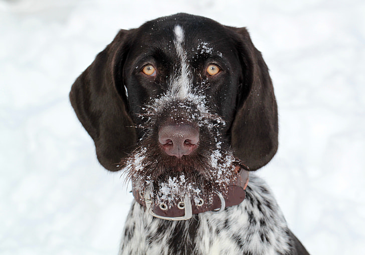 adult white and black German wirehaired pointer