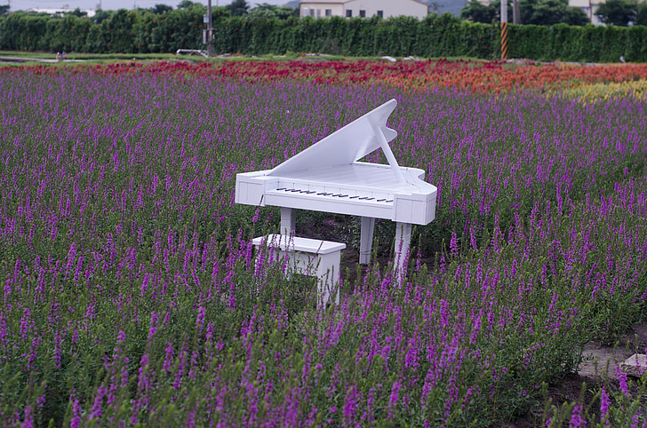 white wooden grand piano with chair in middle of lavender field
