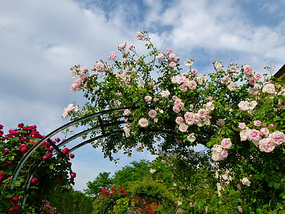 white rose plant arch