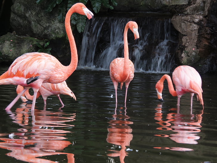 four flamingo on body of water