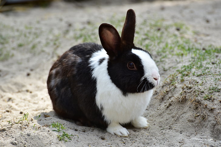 macro shot of black and white rabbit