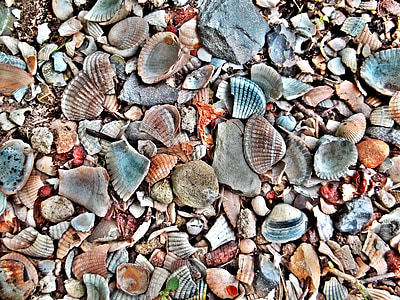 assorted seashell lot
