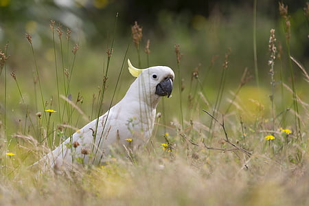 white and yellow bird on green grass field
