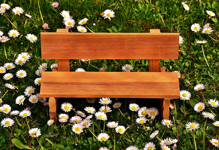 brown wooden bench beside daisy flowers