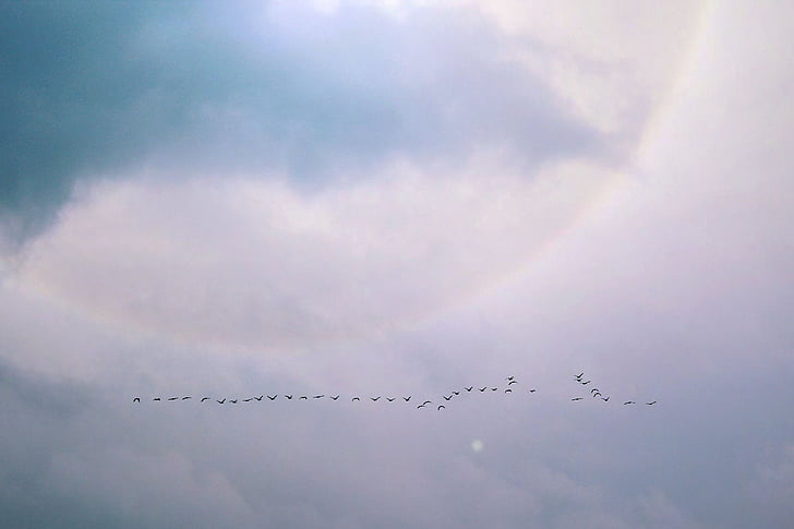 birds flying near clouds