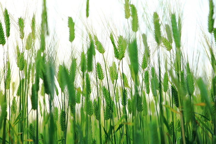 green wheat closeup photo