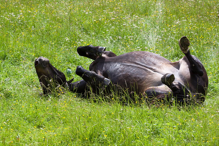 black cow lying on grass