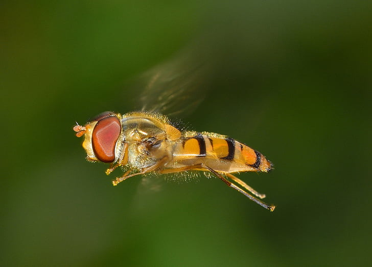selective focus photo of yellow hoverfly flying
