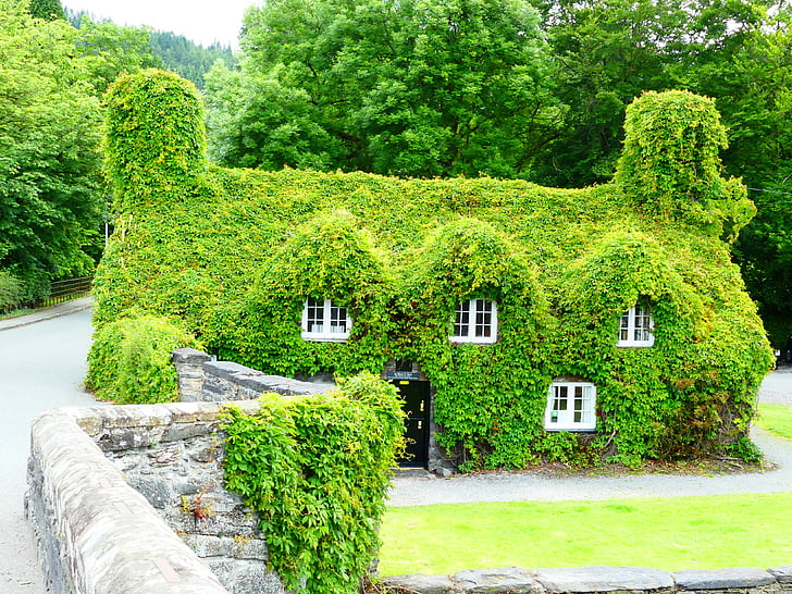 house surrounded by green leafed house