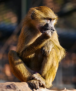 velvet monkey seating