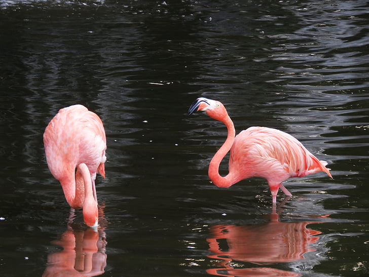 flamingo, water birds, exotic birds, flamingos, pink flamingo, birds