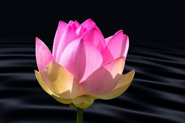 closeup photo of pink waterlily flower