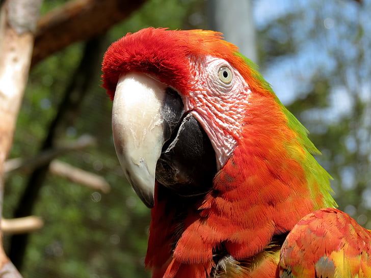 closeup photo of red, green, and white parrot