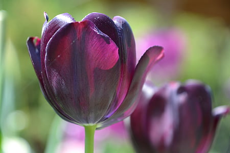 closeup photography of purple tulip flower