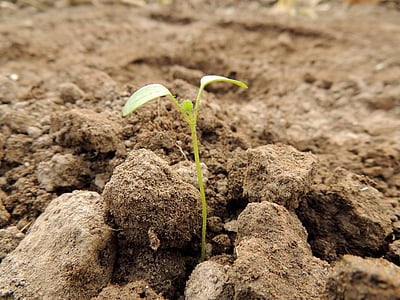 green sprout on soil
