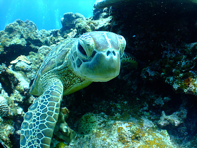 green sea turtle swimming on sea