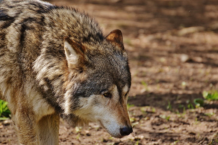 wolf standing on brown soil