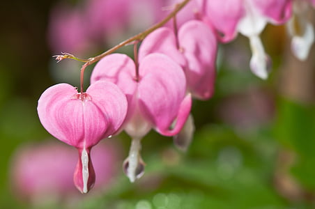 pink flower photography