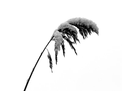 photo of leaf with snow
