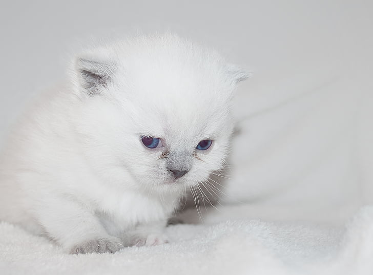 long-fur white kitten on white textile