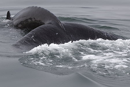 black whale dive on body of water