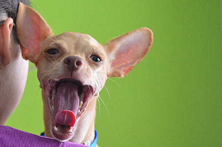 smooth tan Chihuahua yawning beside woman wearing purple shirt