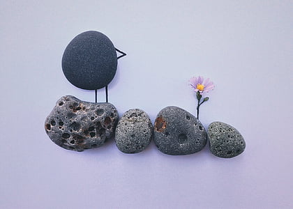 grey pebbles and pink aster flower