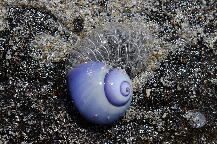 photo of blue and white sea shell