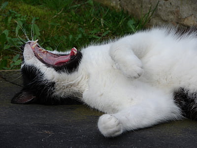 short-haired white and black cat laying on grey surface