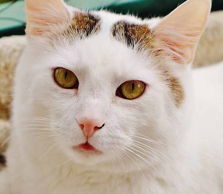 closeup photography of white cat