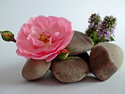 pink rose on brown pebbles beside purple dead nettles