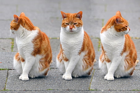 white and orange cat sitting on gray pavement