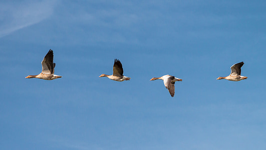 four flying white birds under blue skies