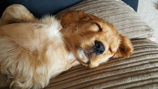 golden retriever puppy laying on brown pillow